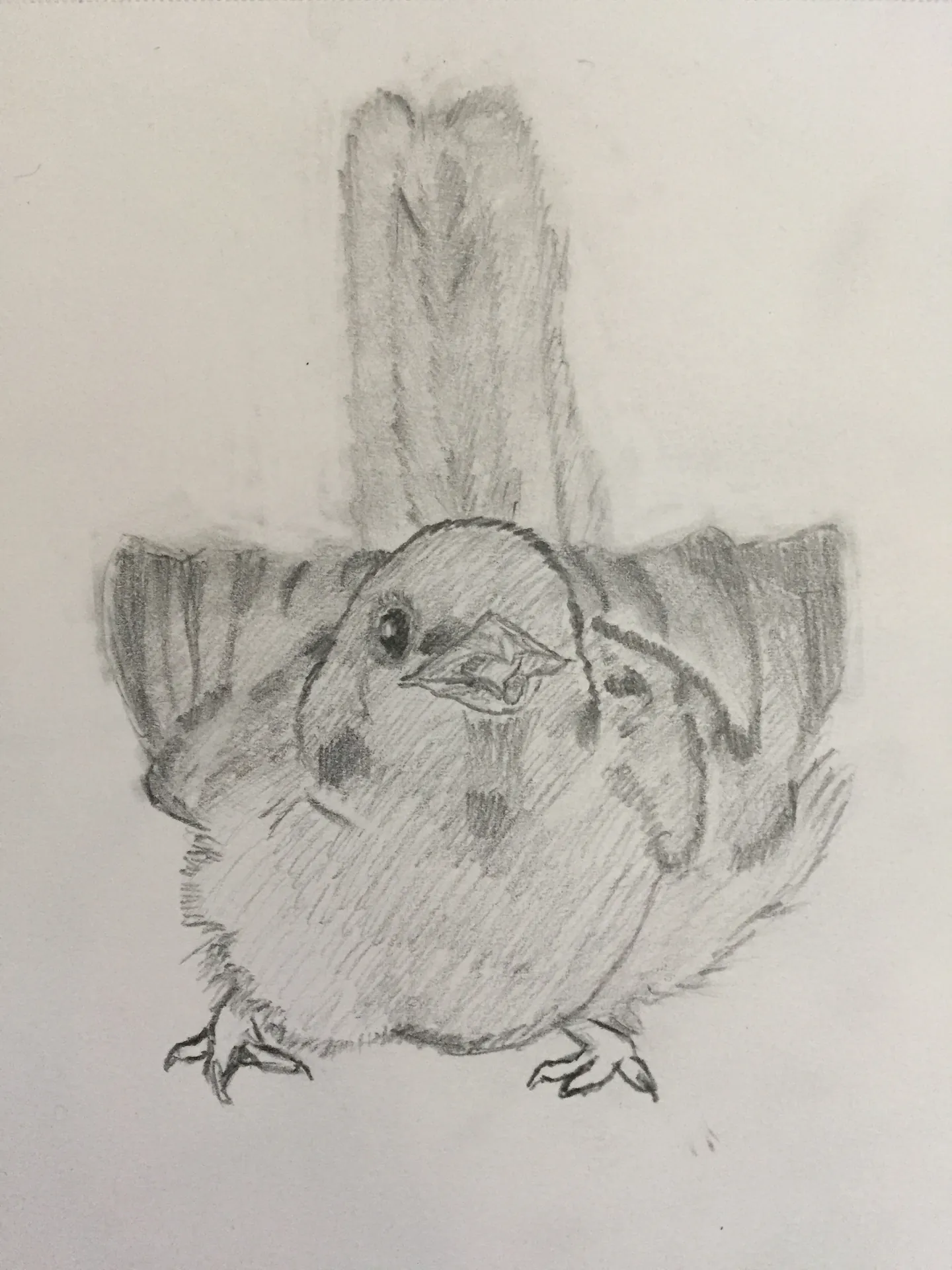 Graphite study of a bird with spread wings